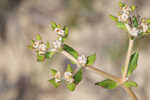 Dogtongue buckwheat